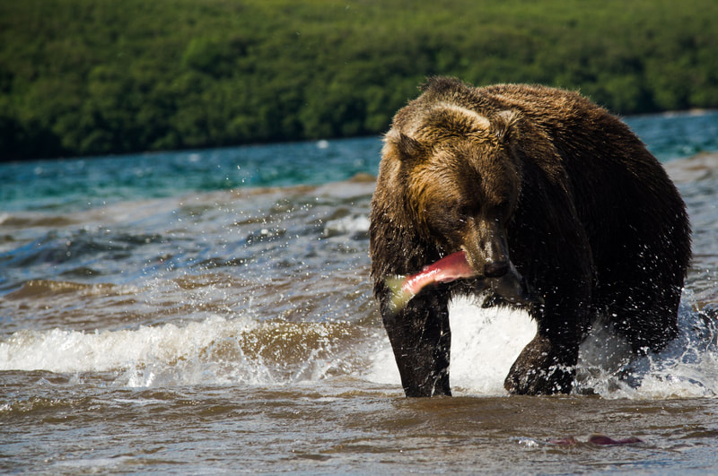 Watch brown bears in Alaska