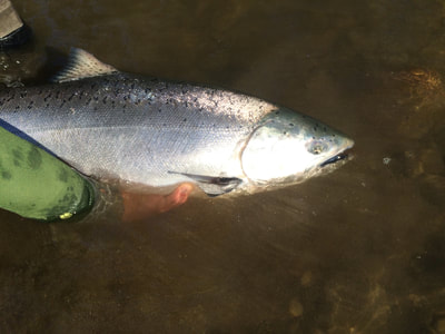 Salmon fishing Nushagak River Alaska