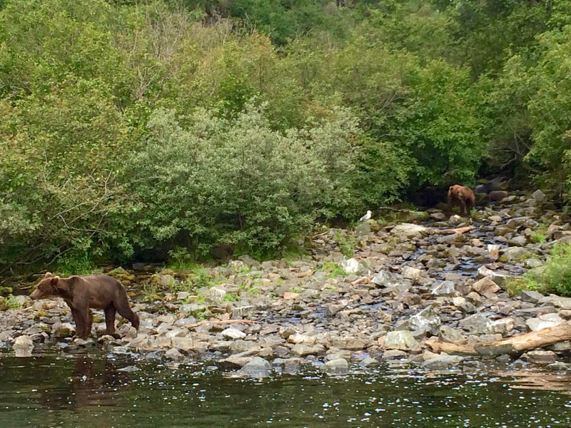 Bear viewing with Adventure Outfitters Alaska