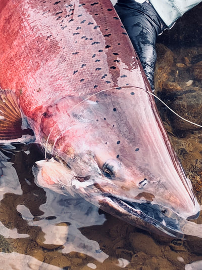 Red salmon fishing Nushagak River Alaska