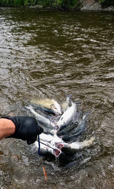 Fishing Chuitna River Alaska