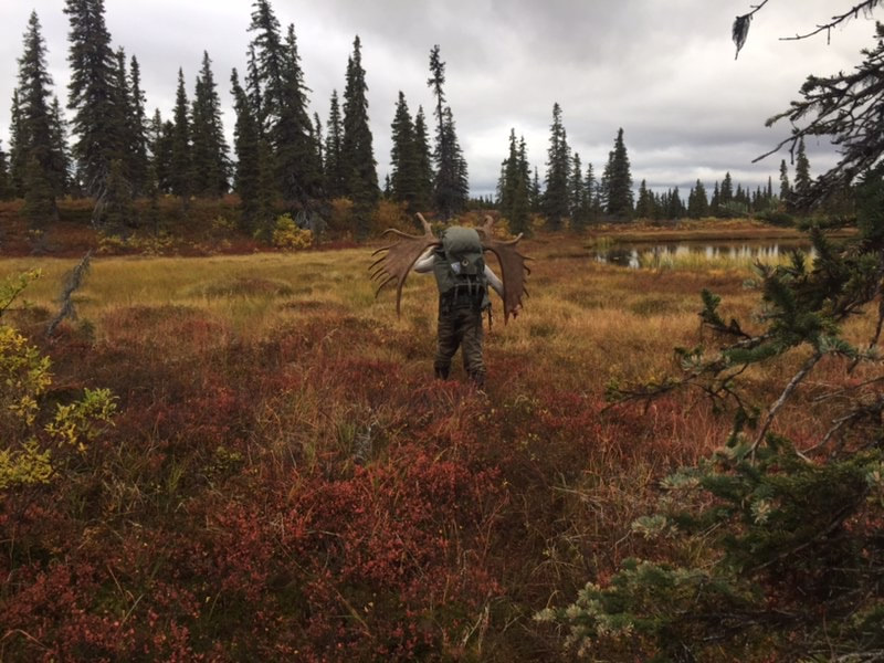 Moose hunting DIY trips