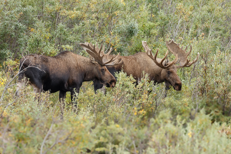 Moose hunting Kenai Peninsula 