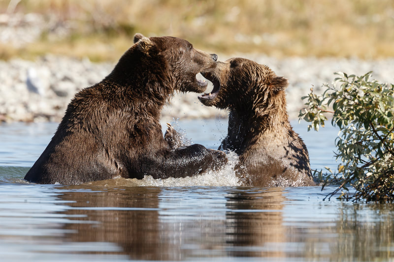 Bear viewing in Alaska
