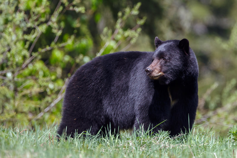Black bear viewing in Alaska