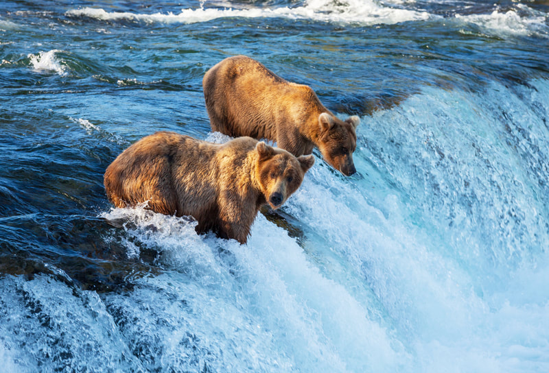 Brown bear fishing trips