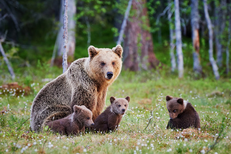 Brown bear family viewing in Alaska