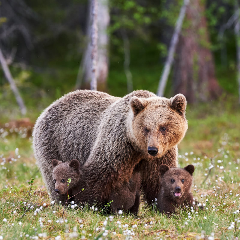 Bear watching guides in Alaska