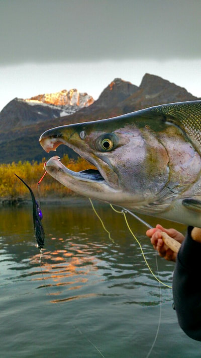 Fly Fishing in Alaska