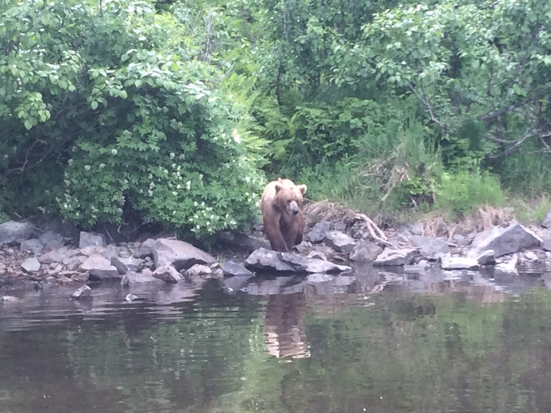 Guided Alaska Brown Bear Viewing
