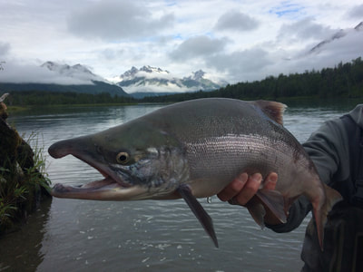 Salmon catch Alaska