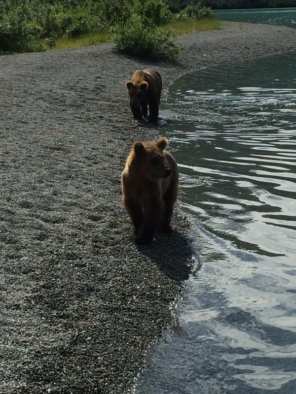 Baby brown bear viewing in Alaska