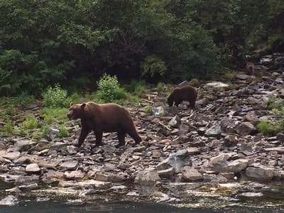 Brown bear viewing in Alaska