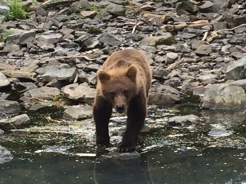 Guided bear viewing trips Alaska
