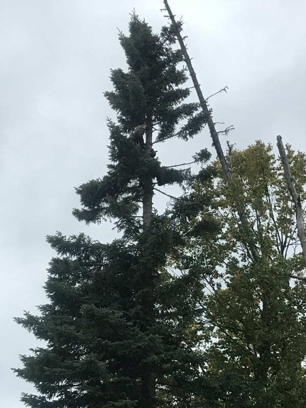 Alaska Moose Hunting above tree line
