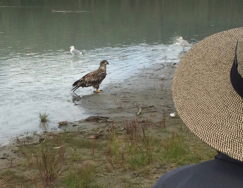 Alaska Hawk viewing