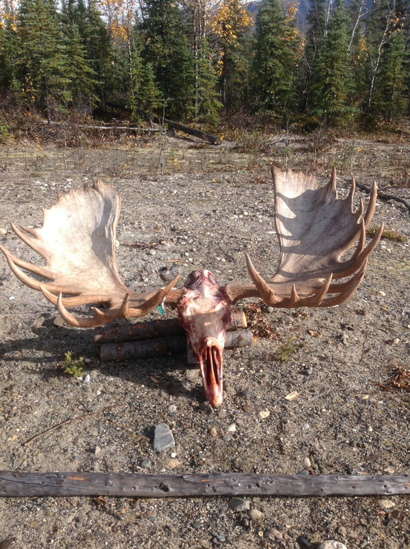 Hunting Moose in Alaska on your own