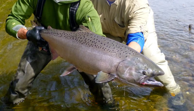 Fly fishing salmon Nushagak River Alaska