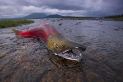 Salmon fishing Crescent Lake Alaska
