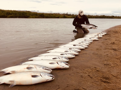 Catch of the day Chuitna River Alaska